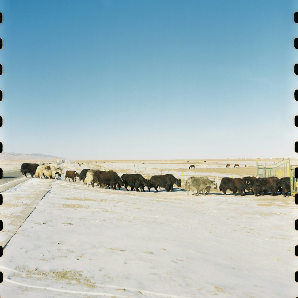 雪に覆われた野原を歩く牛の群れ