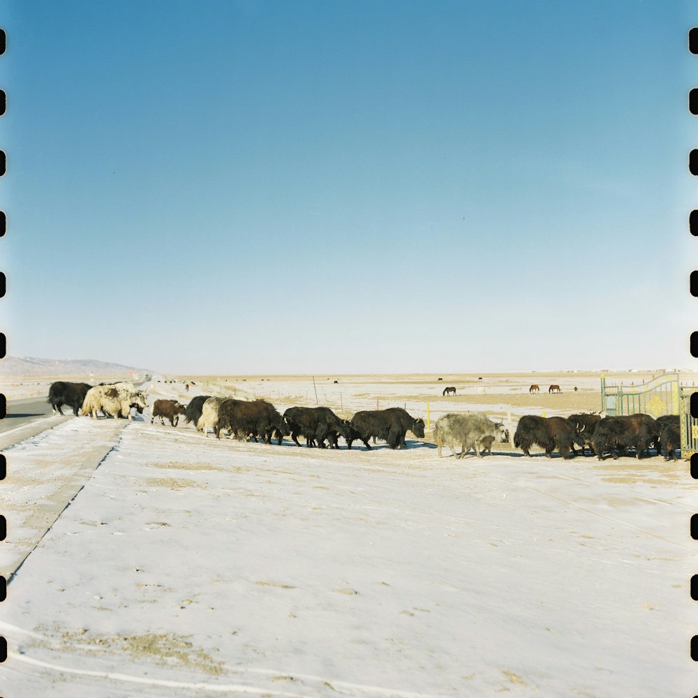 a herd of cattle walking across a snow covered field