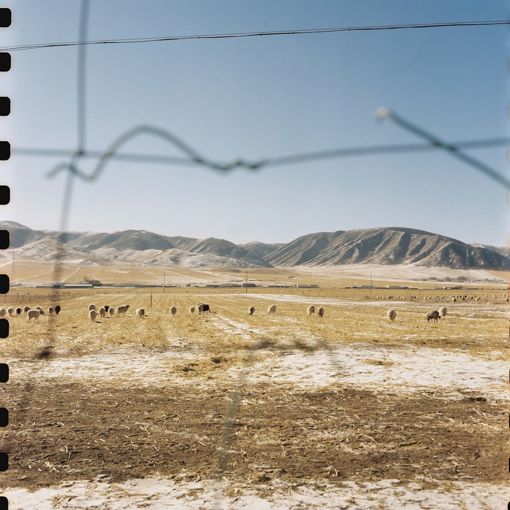 a herd of animals walking across a dry grass covered field