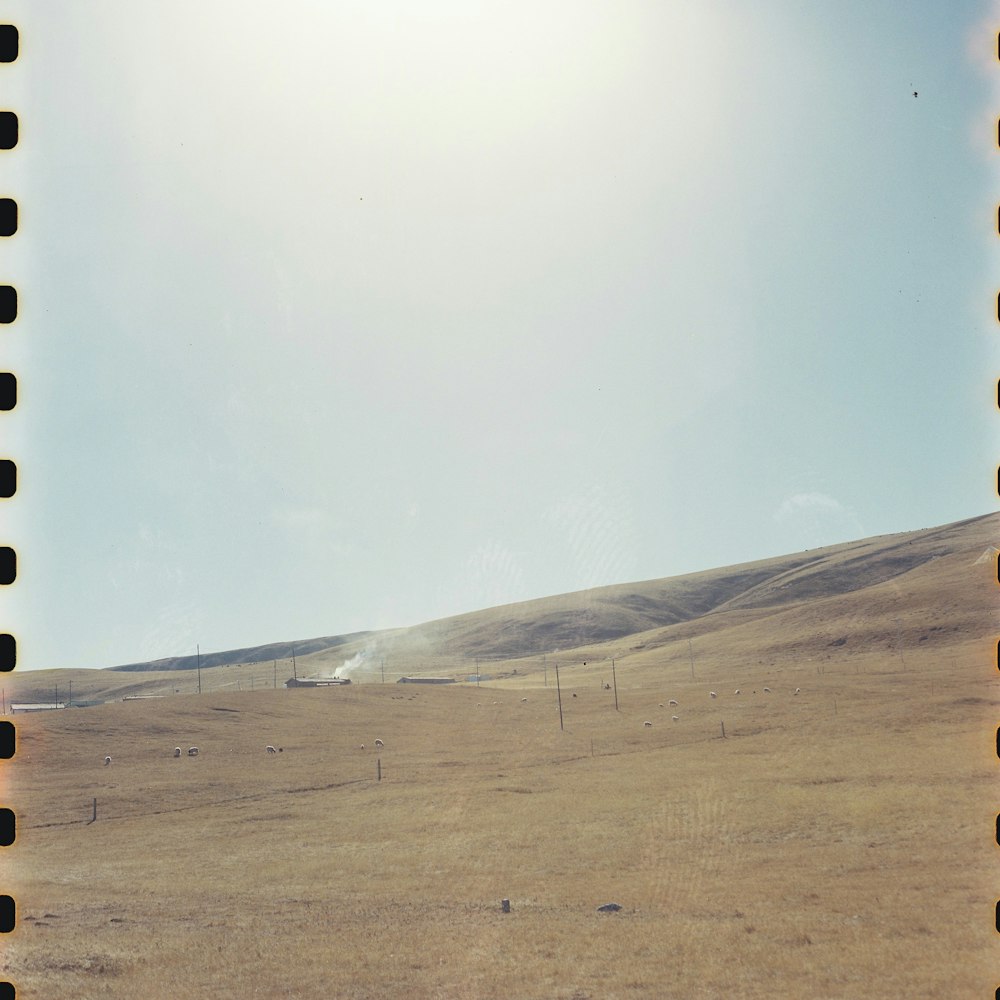 Una foto polaroid de un caballo en un campo