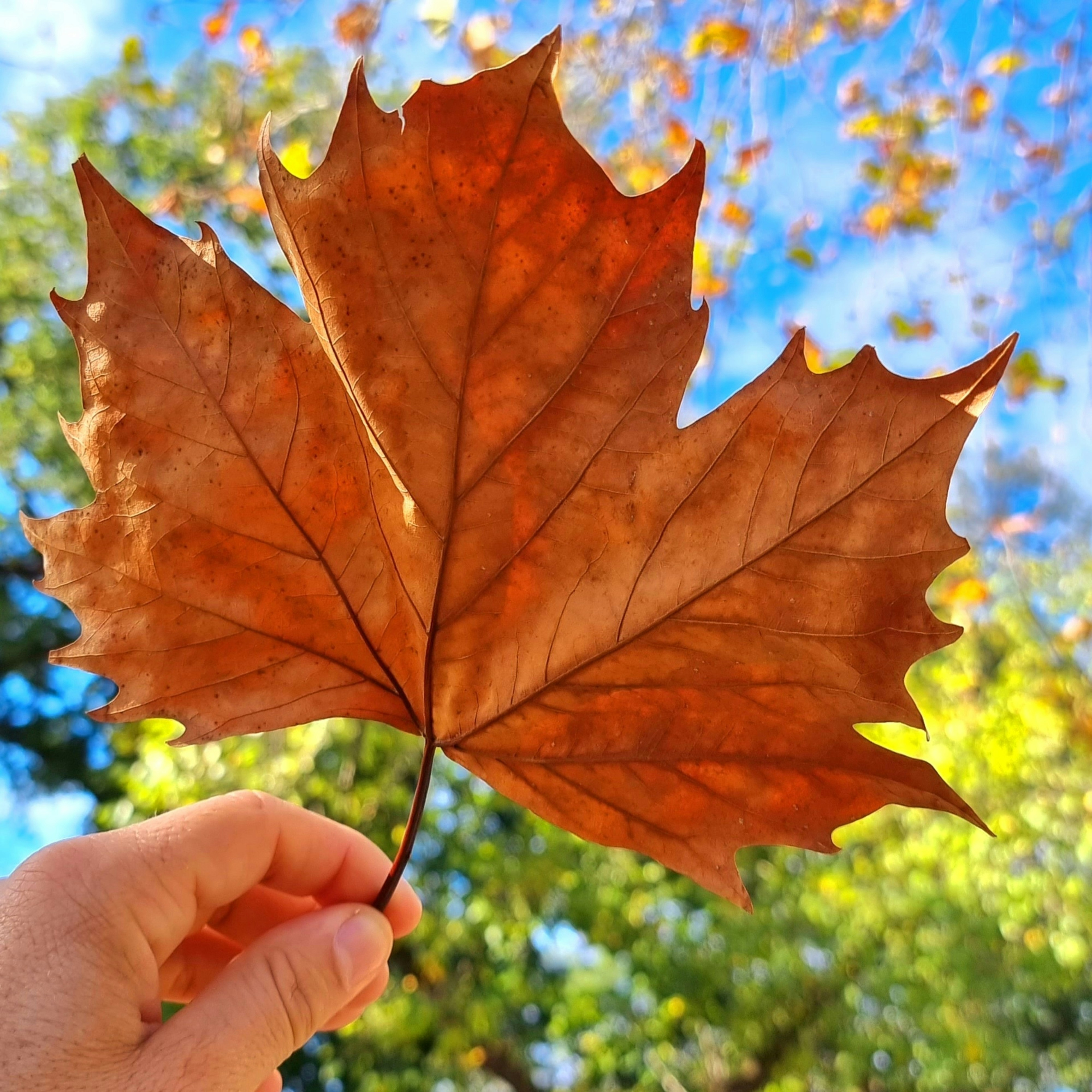 Photo by marcelo_machry