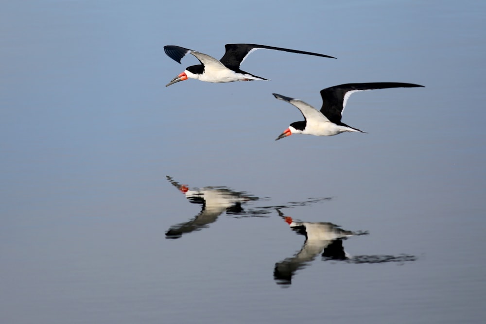 a flock of birds flying over a body of water