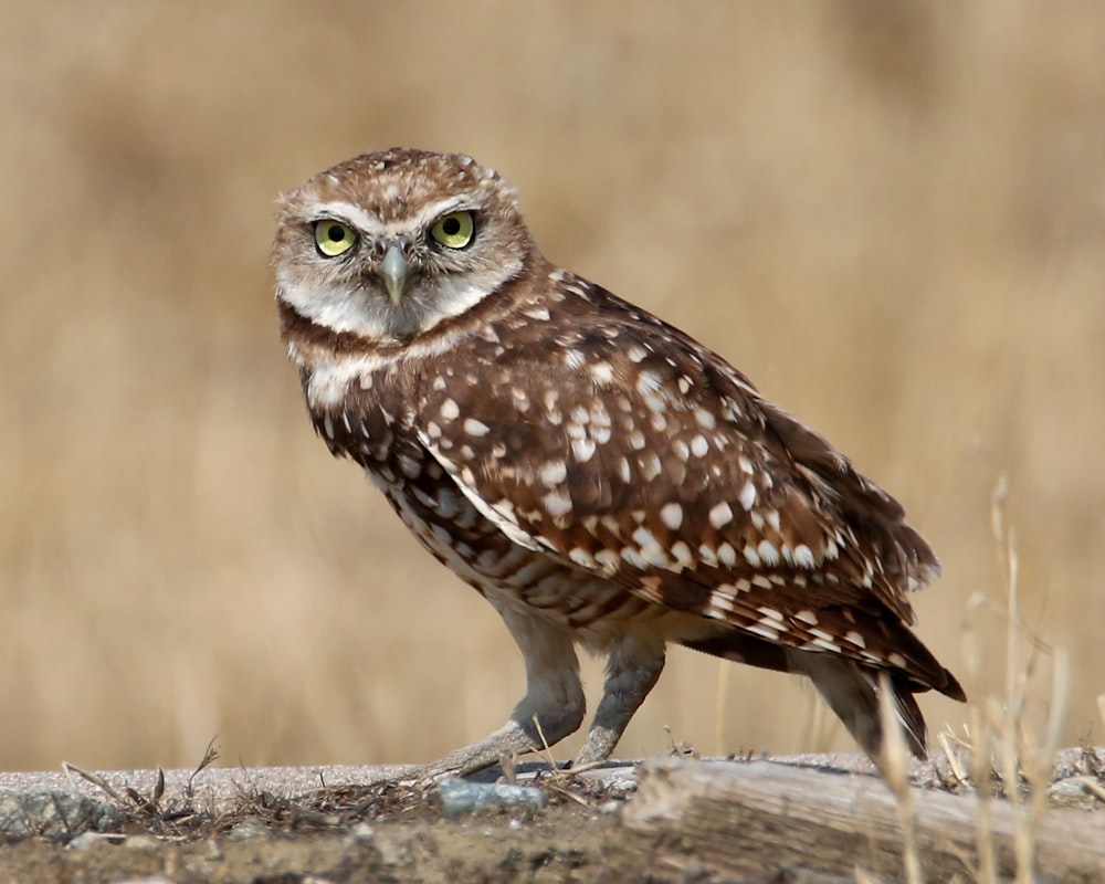 a brown and white owl standing on a log