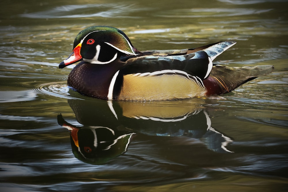 a duck is swimming in the water