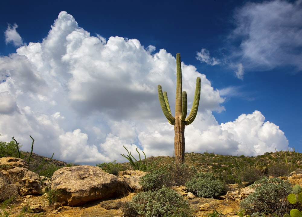 a large cactus standing on top of a rocky hillside