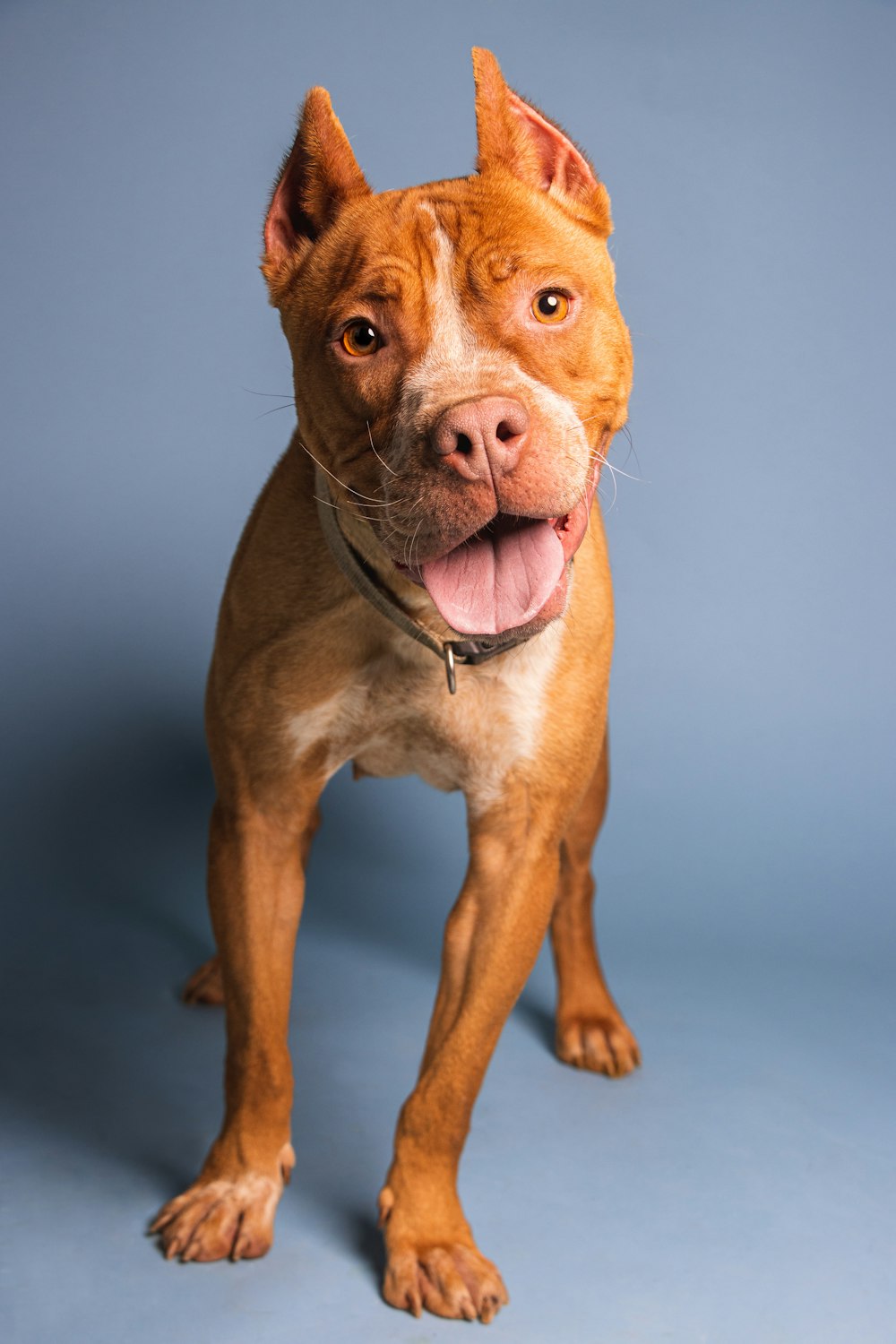 a brown and white dog standing on a blue background