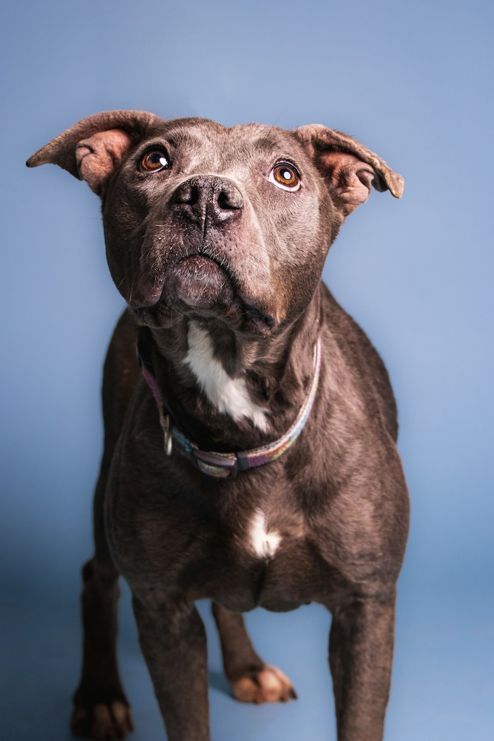 a close up of a dog on a blue background