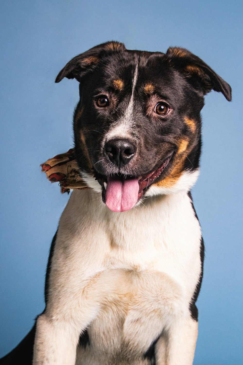 a close up of a dog on a blue background