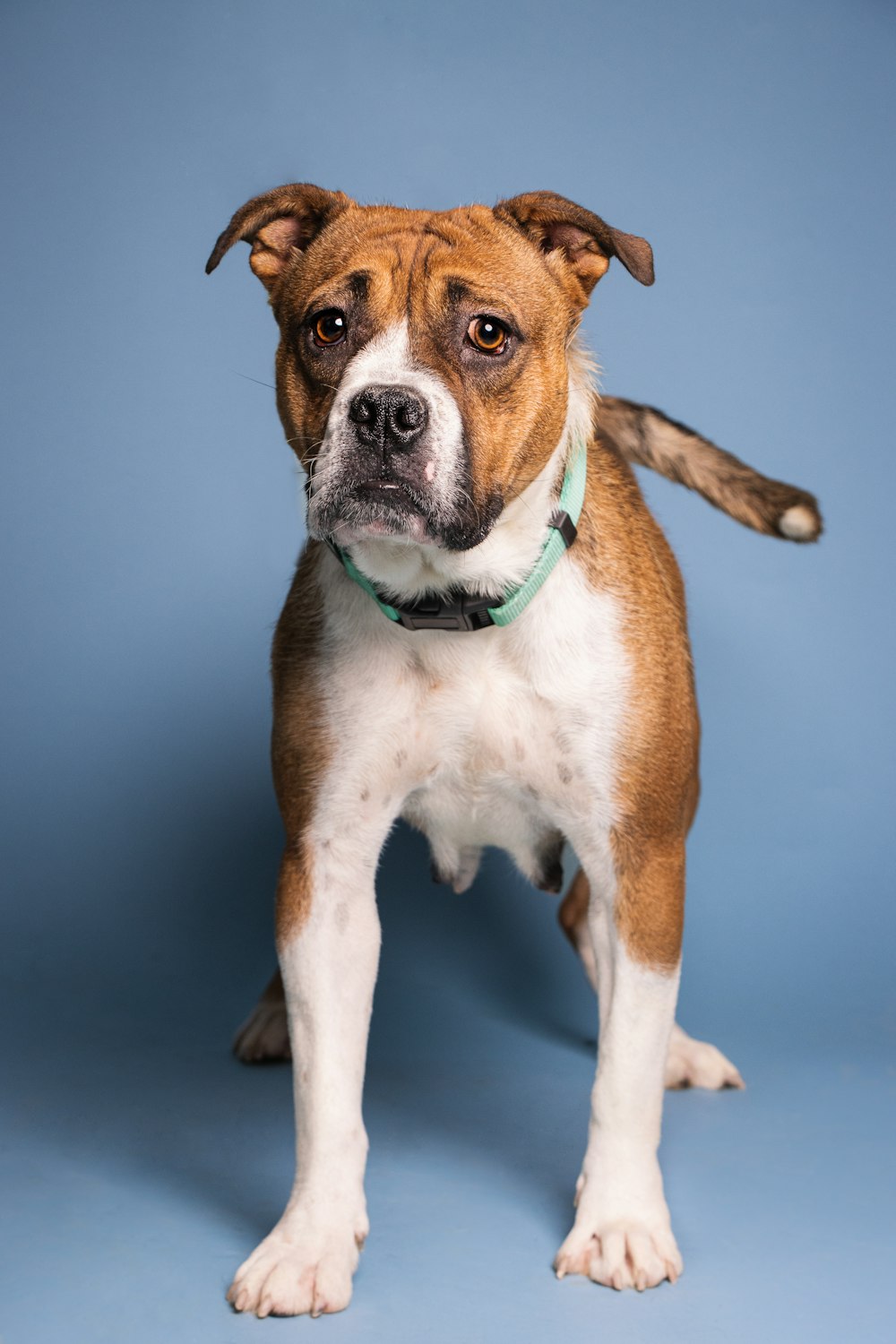 a brown and white dog standing on a blue background