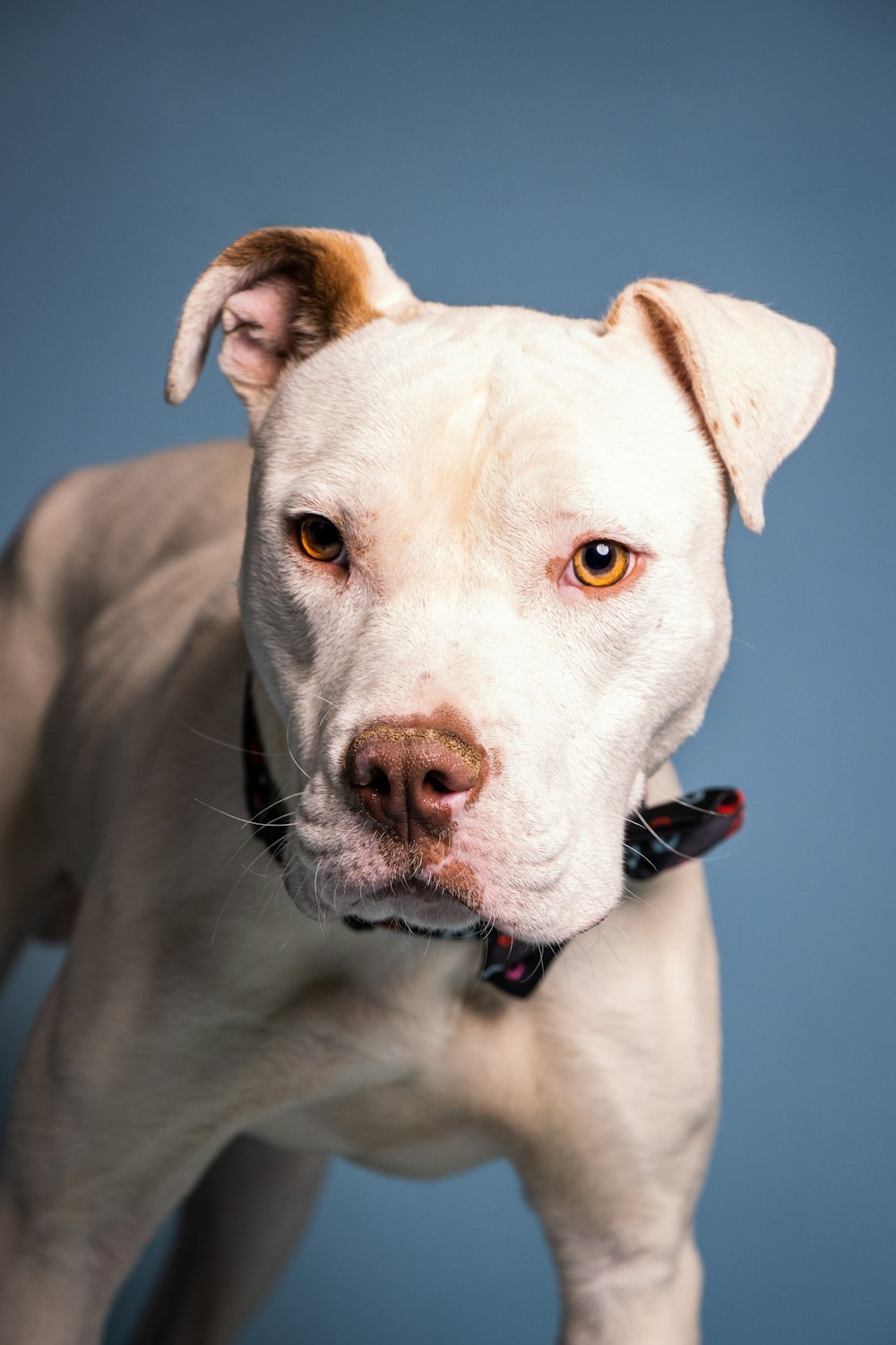 a close up of a dog with a blue background