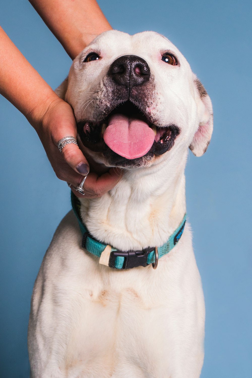 a person petting a white dog with a blue collar