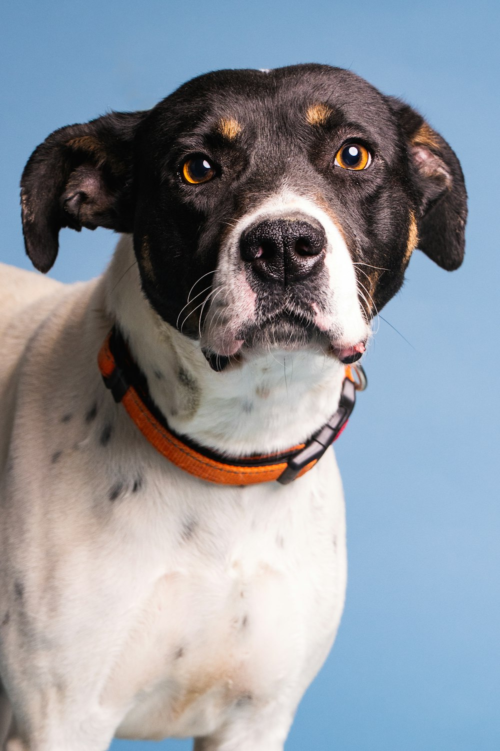 a close up of a dog with a blue background