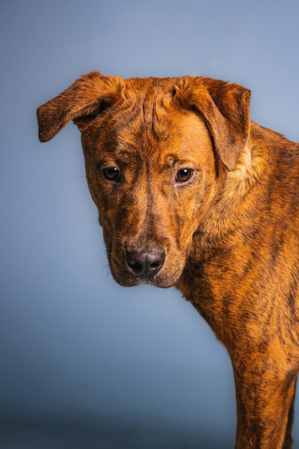 a close up of a dog with a blue background