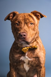 a brown dog with a yellow bow tie