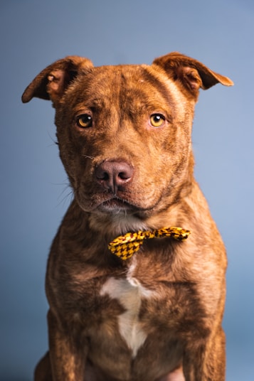 a brown dog with a yellow bow tie