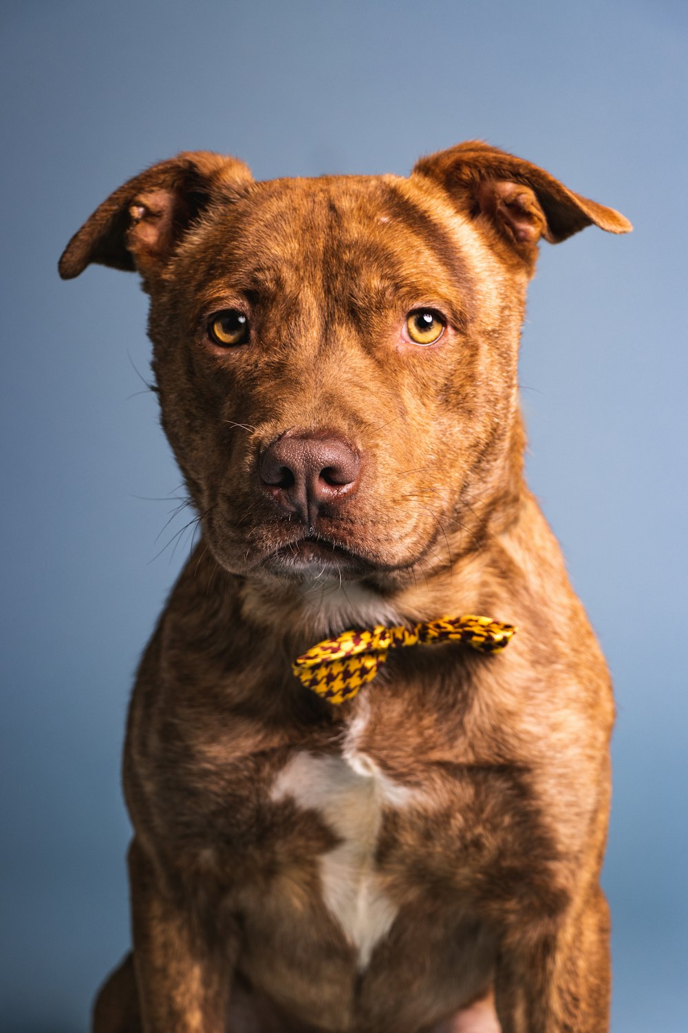 a brown dog with a yellow bow tie