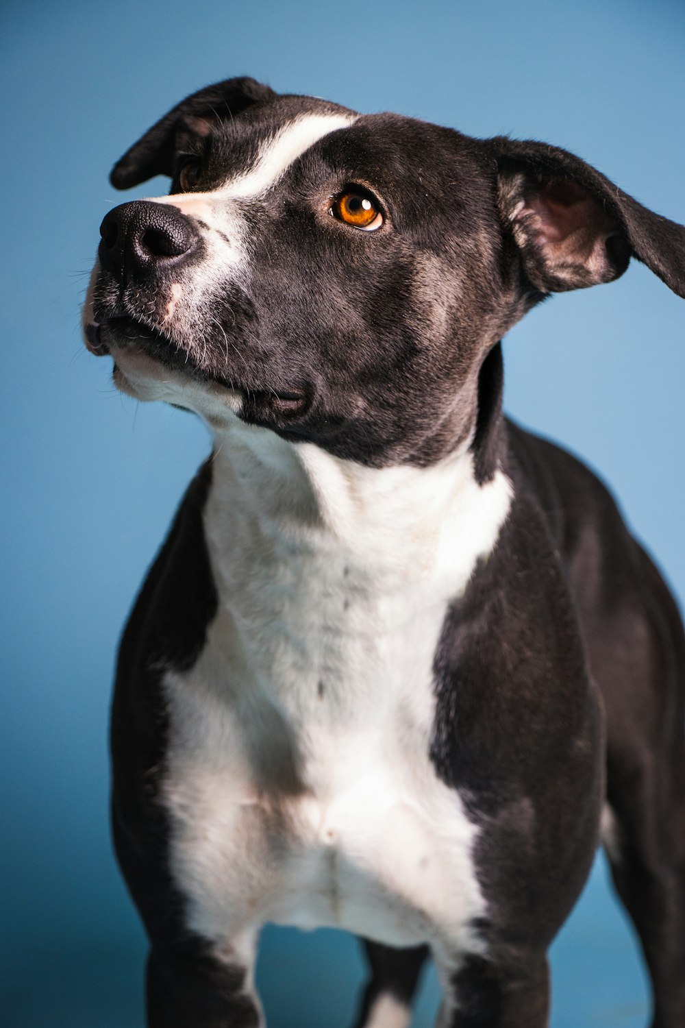 Un primer plano de un perro con un fondo azul