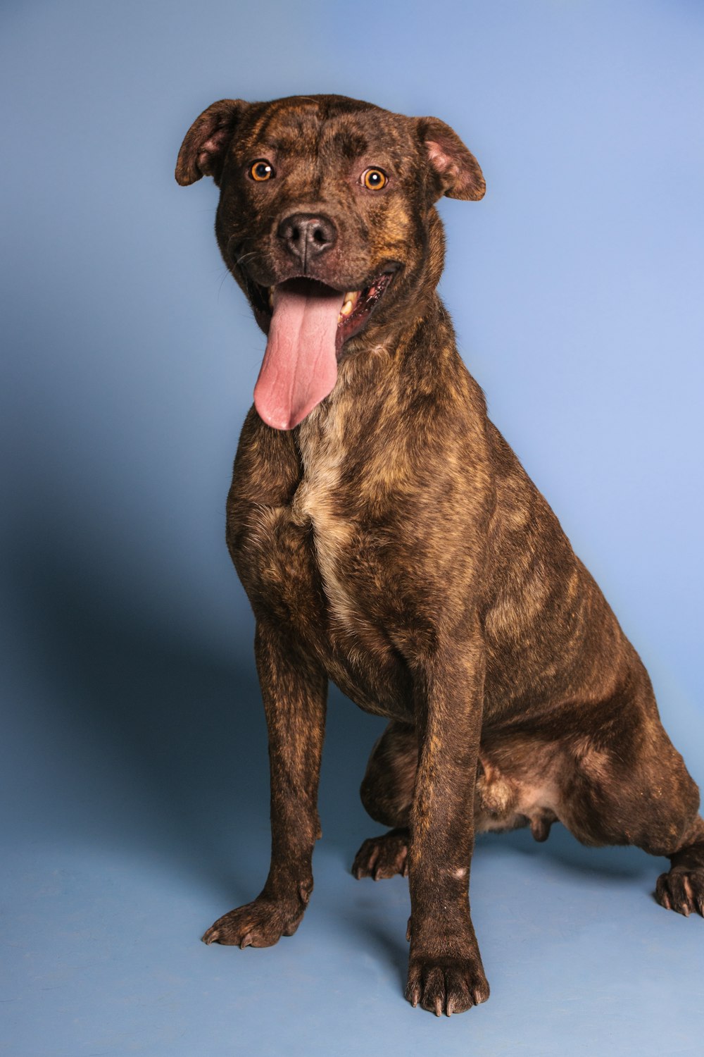 a brown and black dog sitting on a blue background