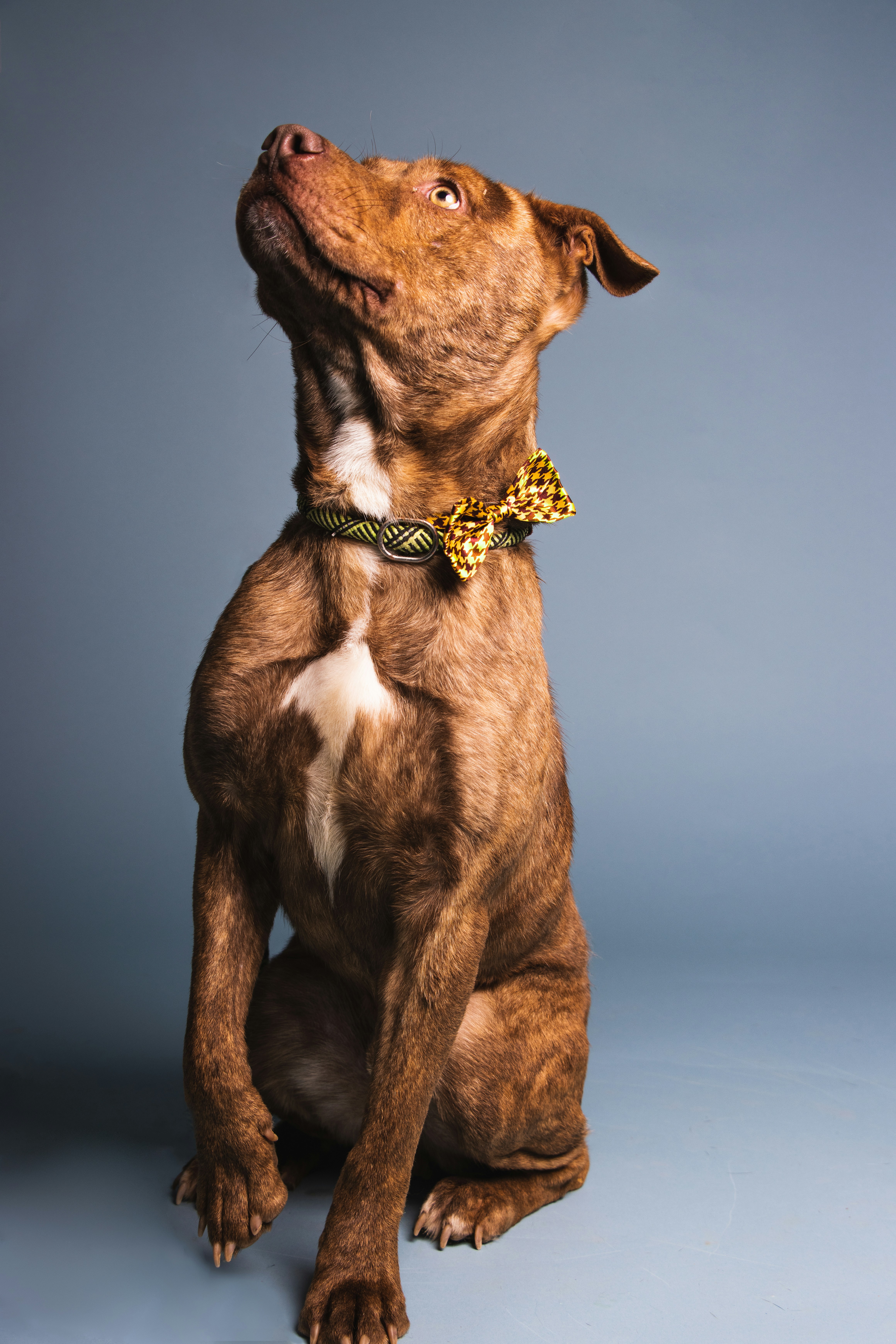 a brown and white dog wearing a bow tie