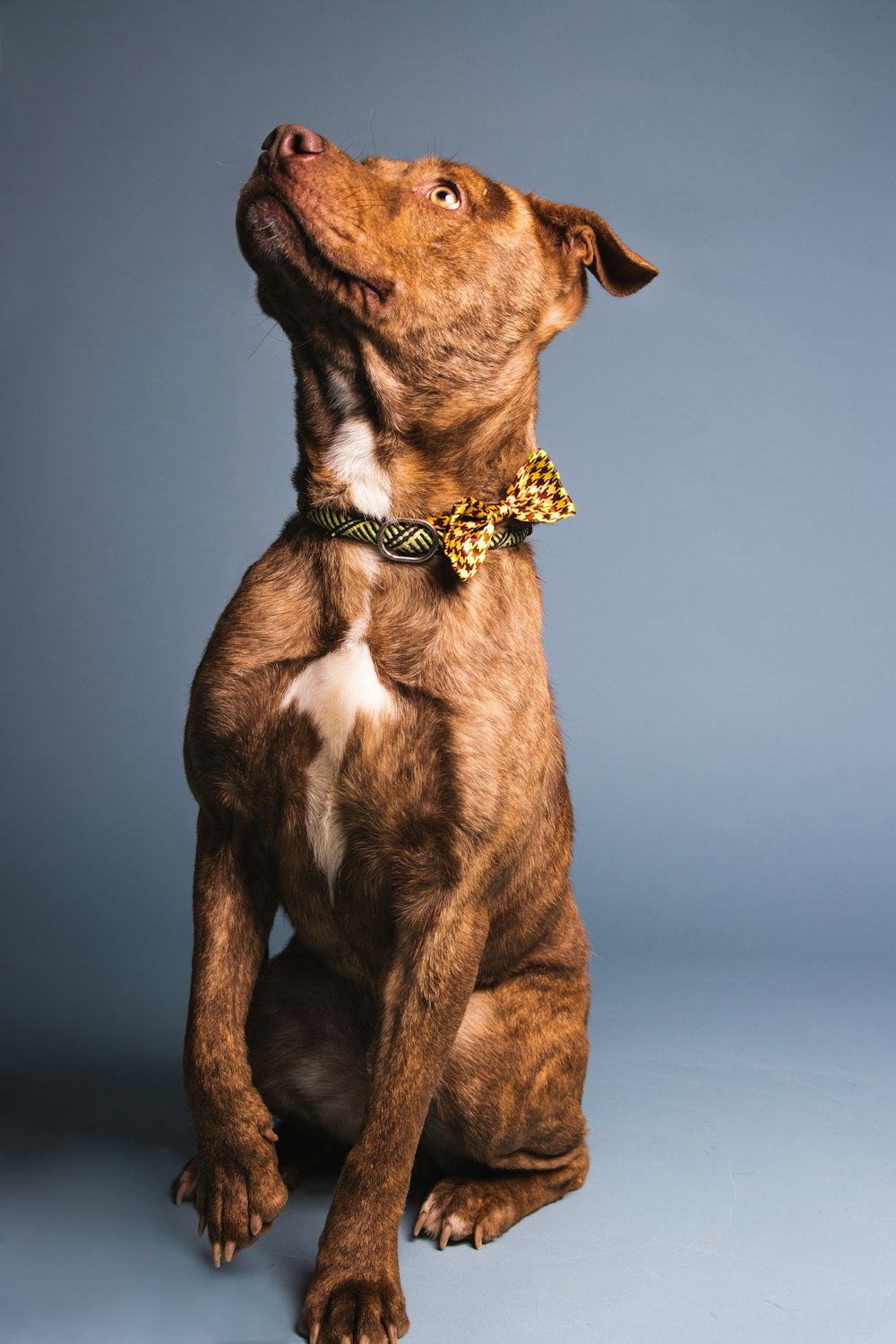 a brown and white dog wearing a bow tie