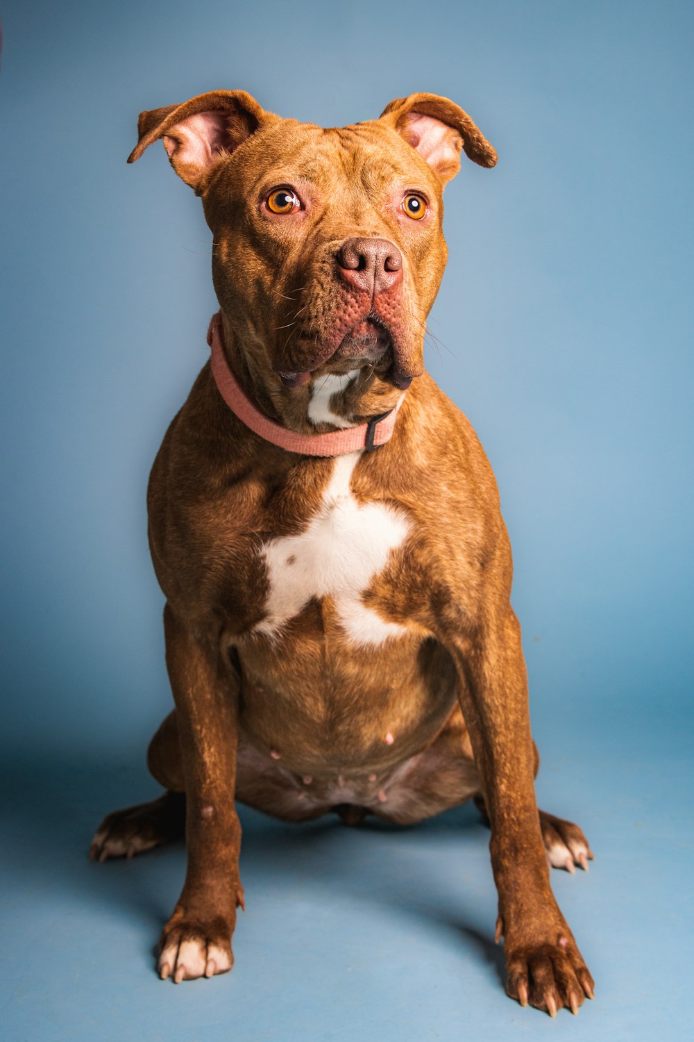 a brown and white dog sitting on a blue background