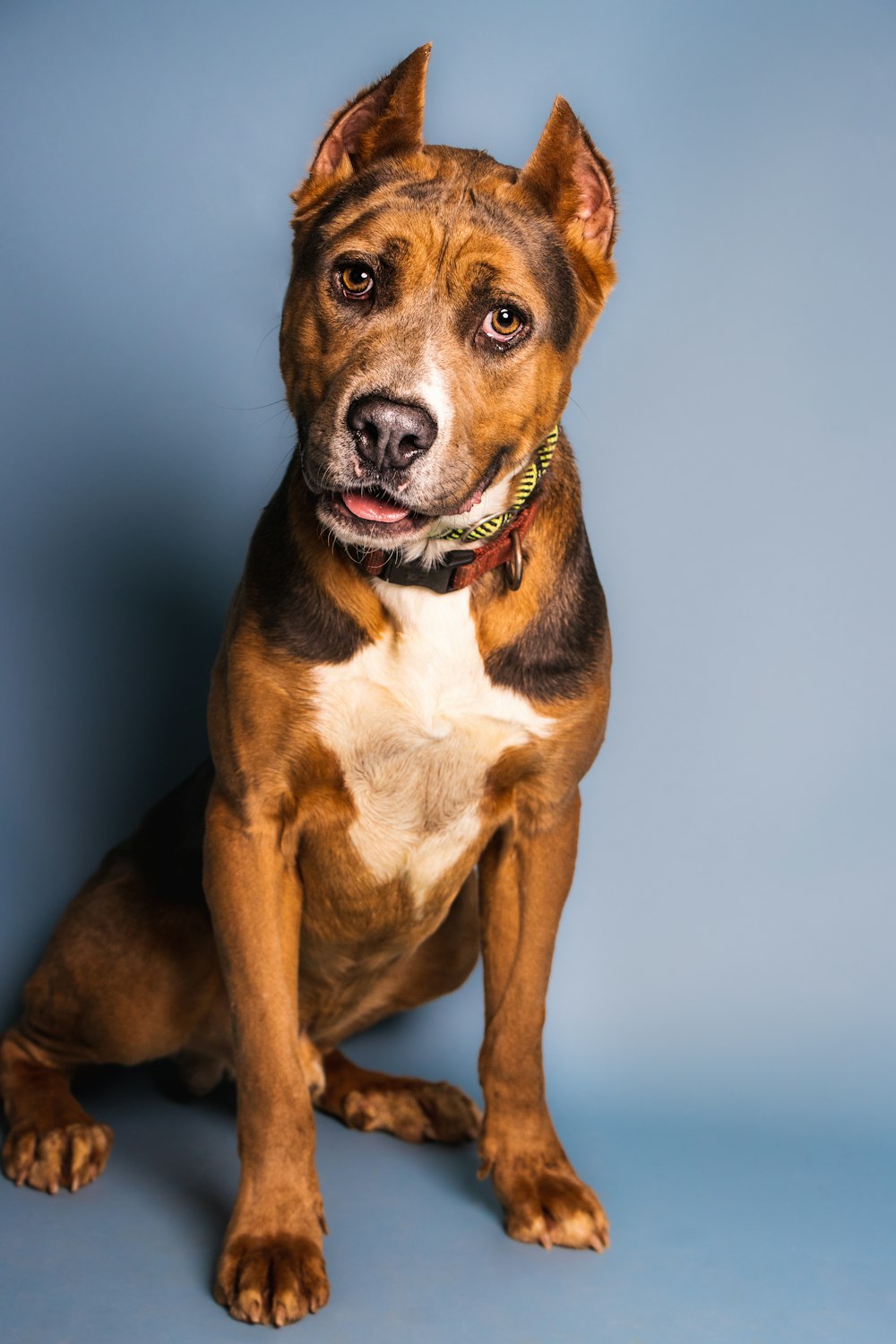 a brown and white dog sitting on top of a blue floor