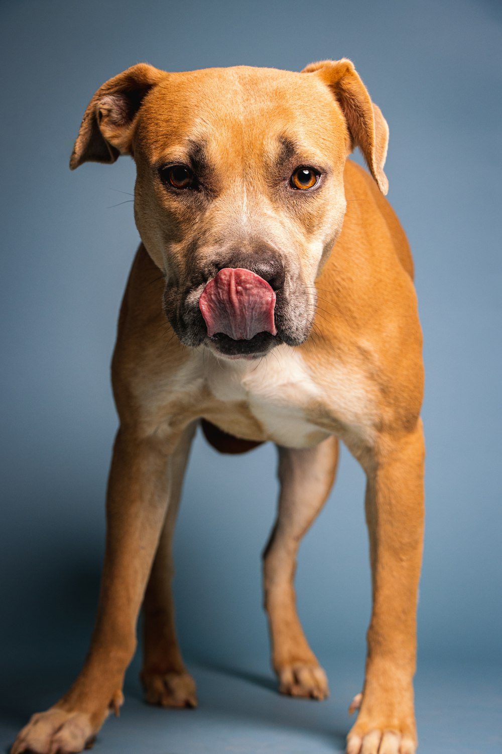 a brown and white dog with its tongue out