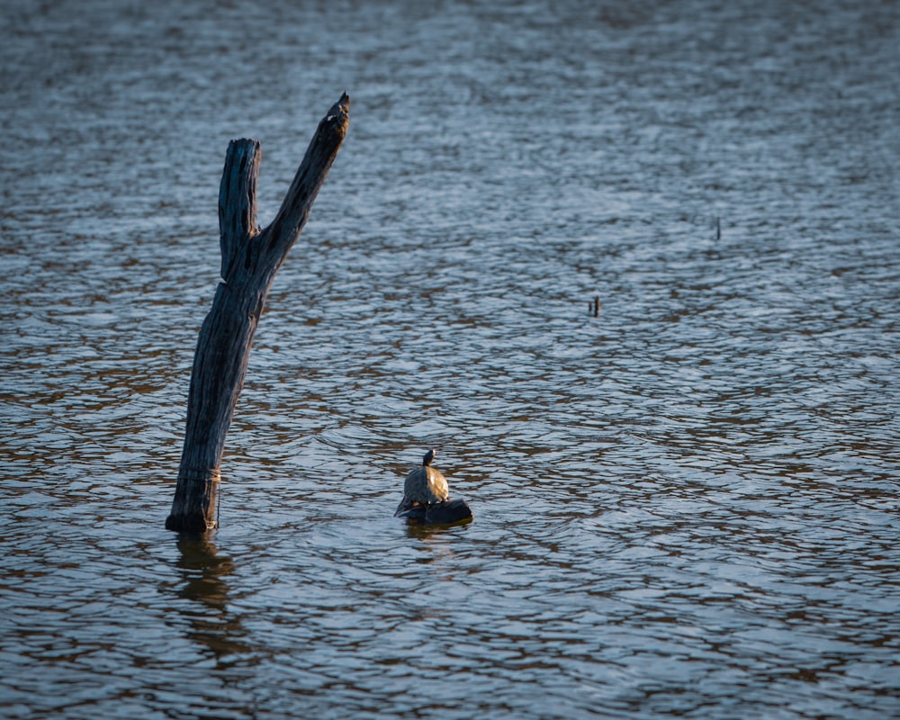 a bird sitting on top of a log in the water