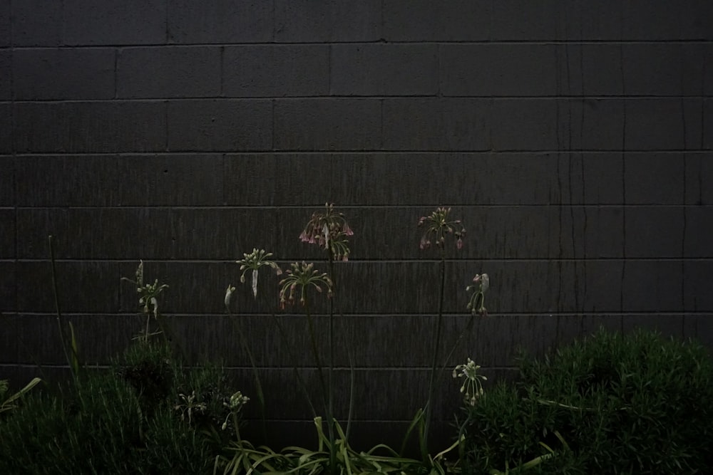 a black brick wall with plants growing out of it