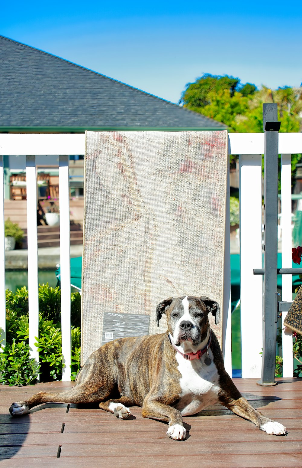 a brown and white dog laying on top of a wooden deck