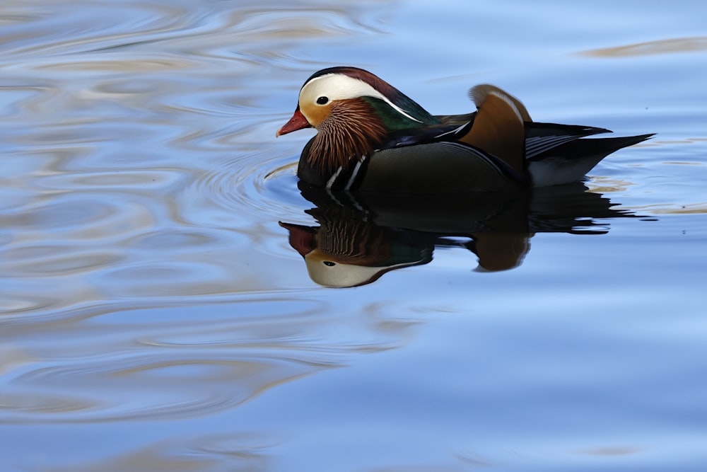 a duck floating on top of a body of water