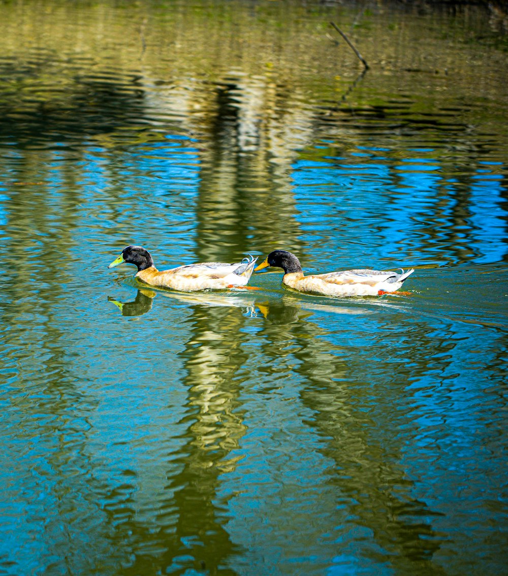 two ducks are swimming in a pond