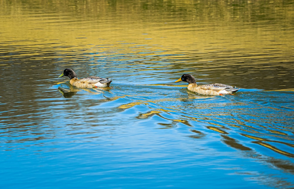 two ducks are swimming in a lake
