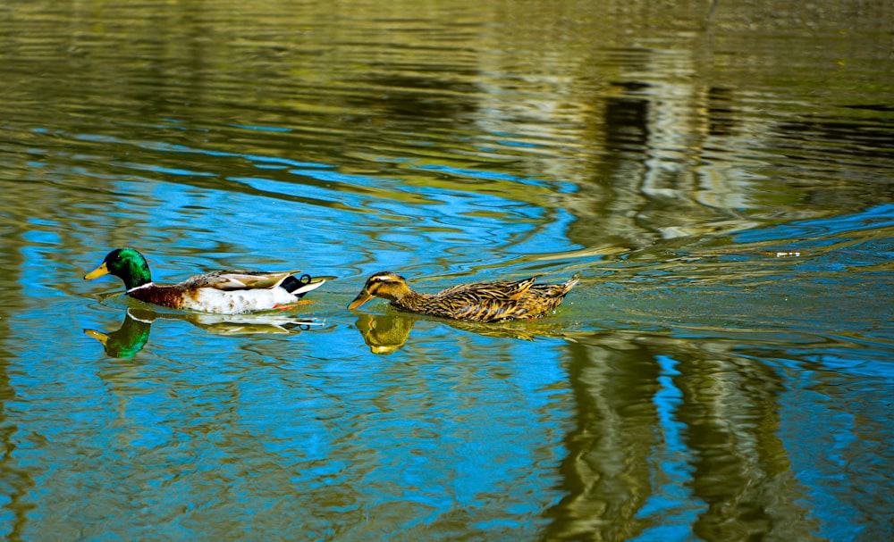 a couple of ducks floating on top of a lake