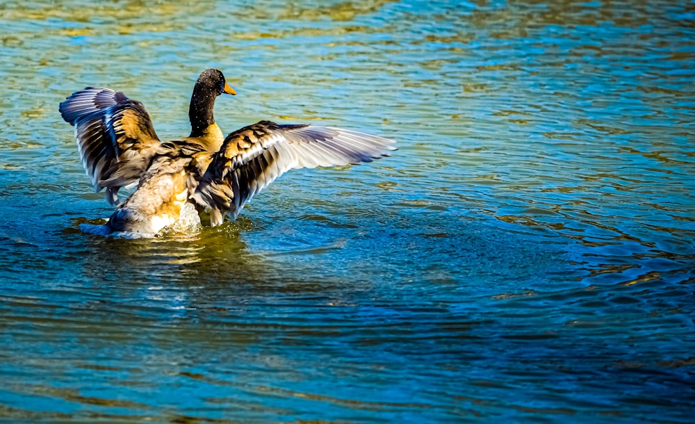 a duck flapping its wings in the water