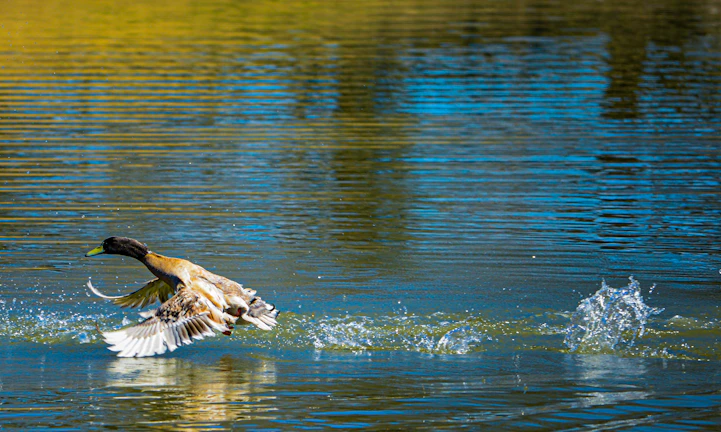 a duck flying over a body of water