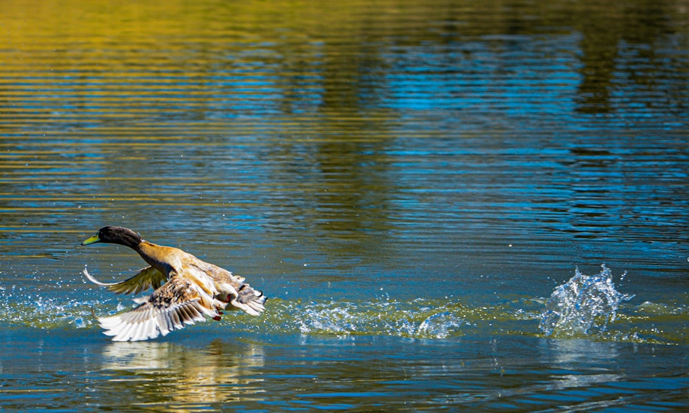 a duck flying over a body of water