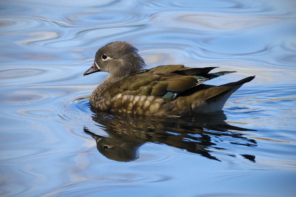 a duck floating on top of a body of water