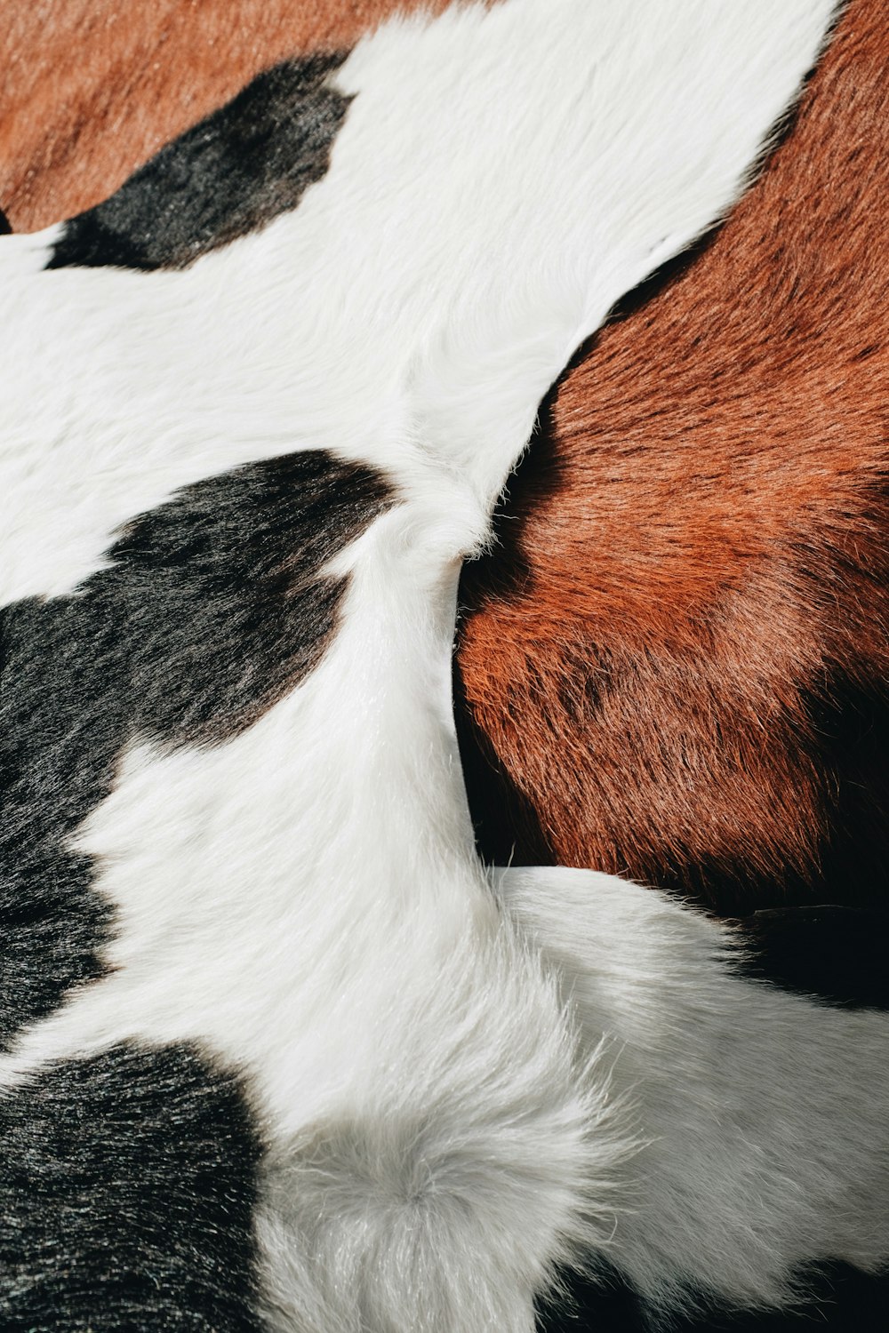a close up of a black and white cow's fur
