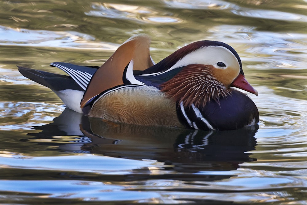 a close up of a duck in a body of water