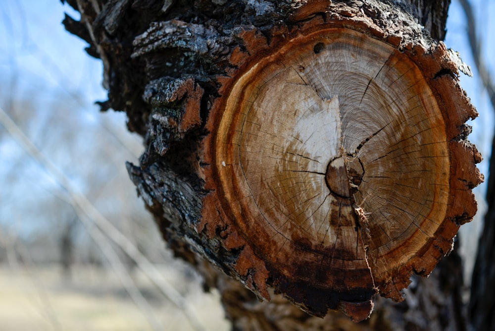 a tree that has been cut down and is in the middle of a field