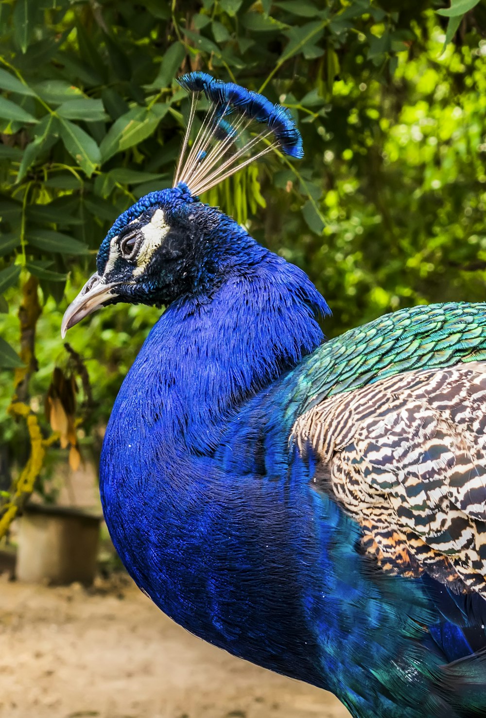 a blue peacock with a long tail standing in front of a tree