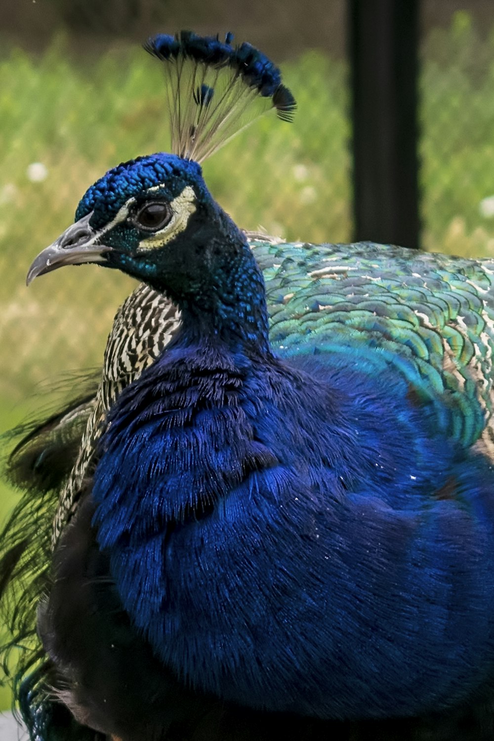 a close up of a peacock near a fence
