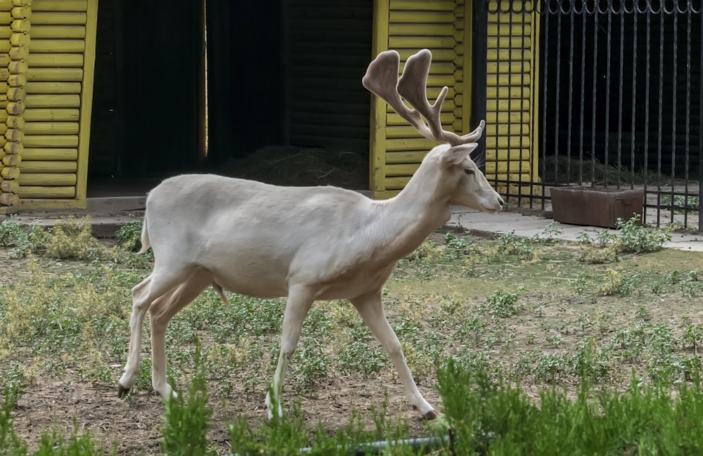 a white deer standing in the grass near a building