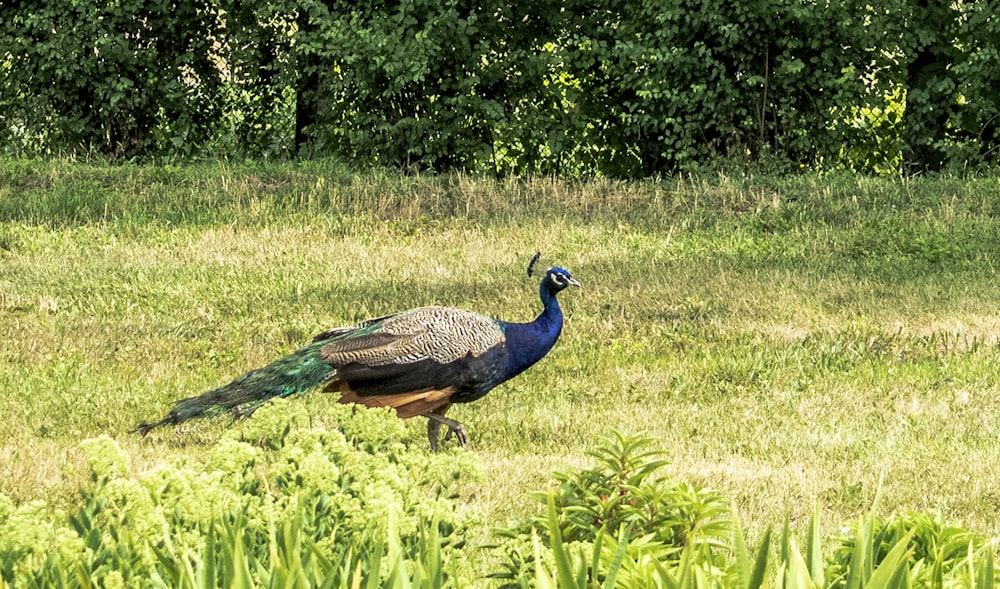 a peacock walking through a lush green field