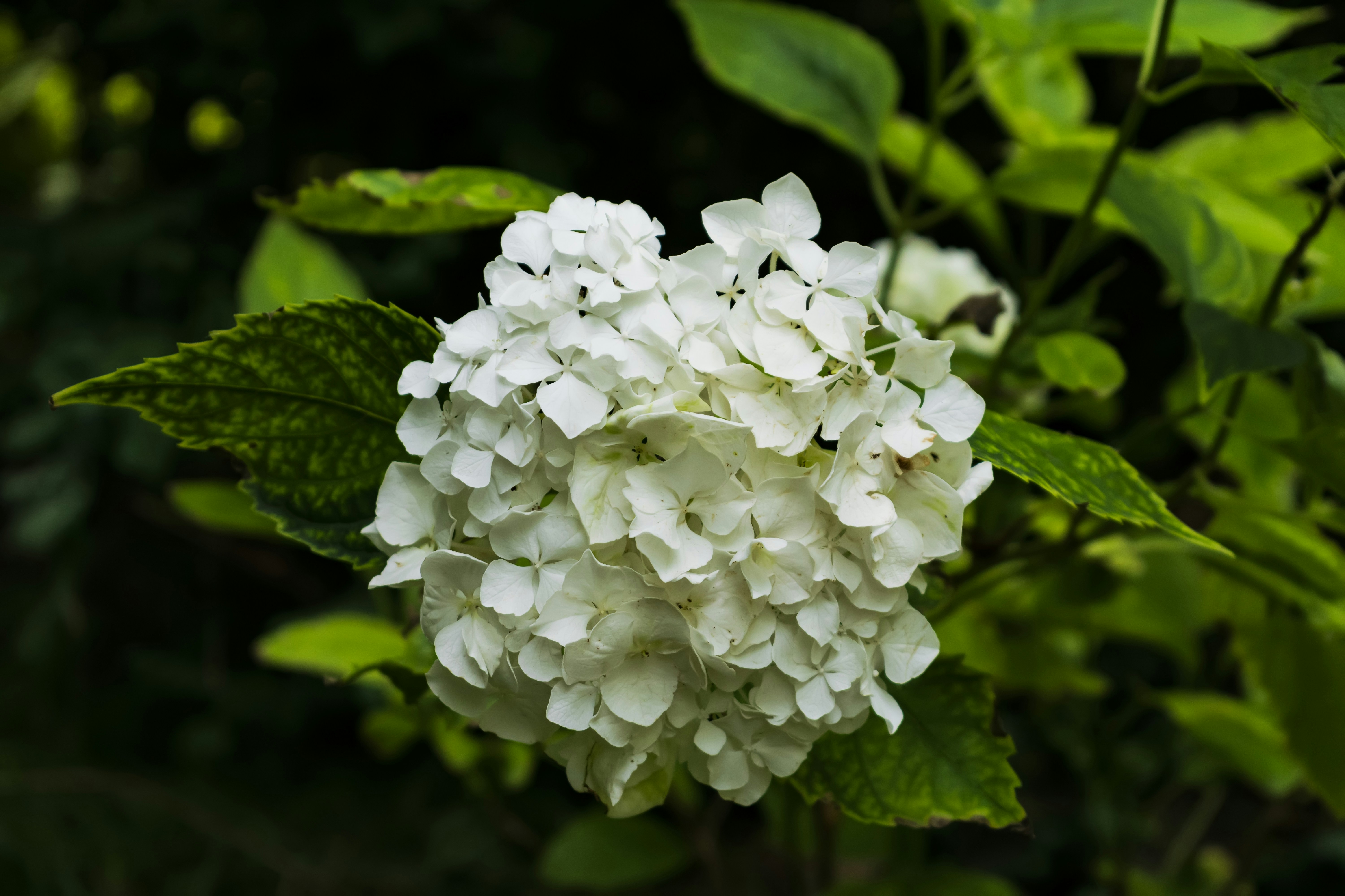 Photo by kostiantynvierkieiev