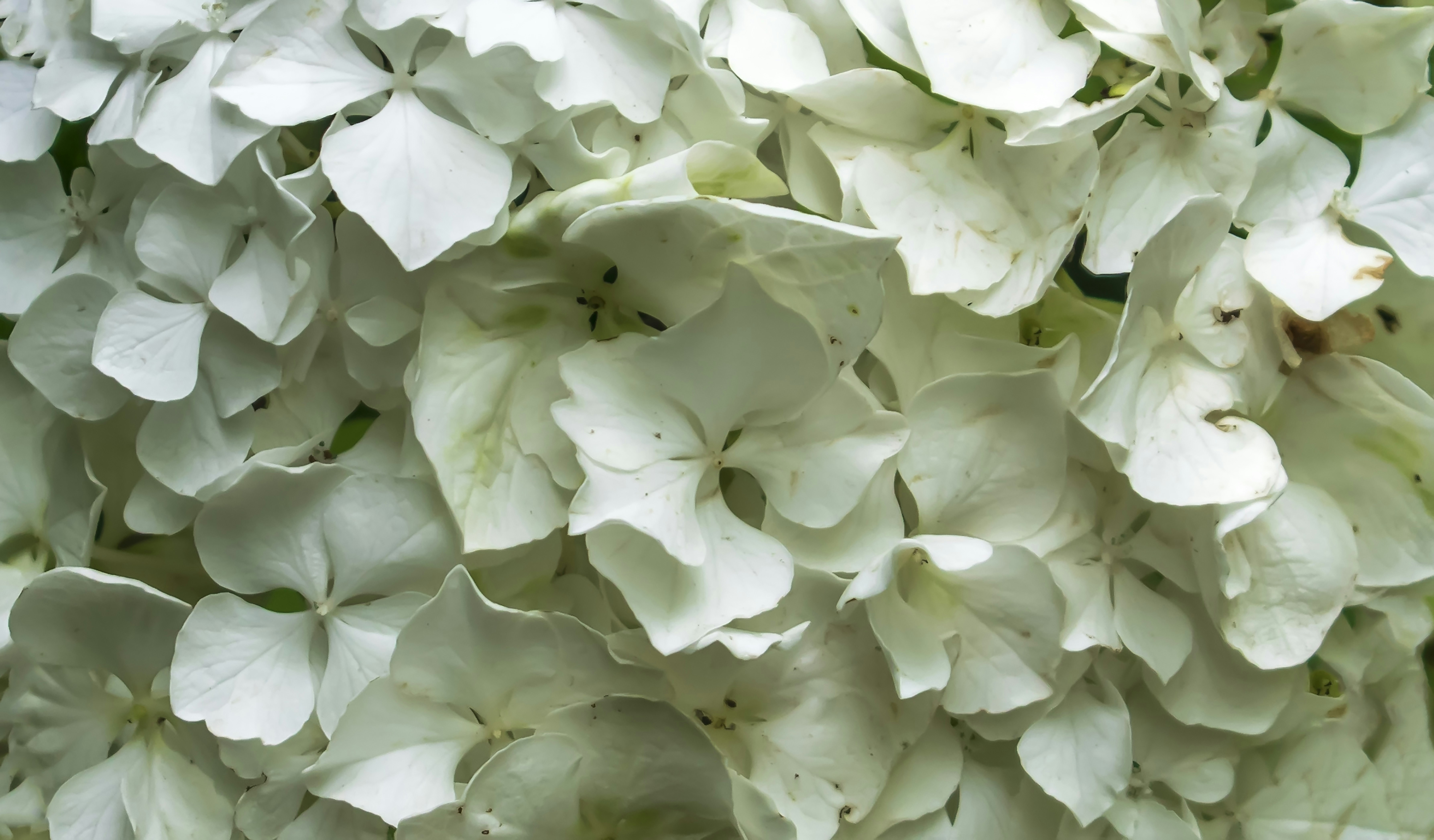 Photo by kostiantynvierkieiev