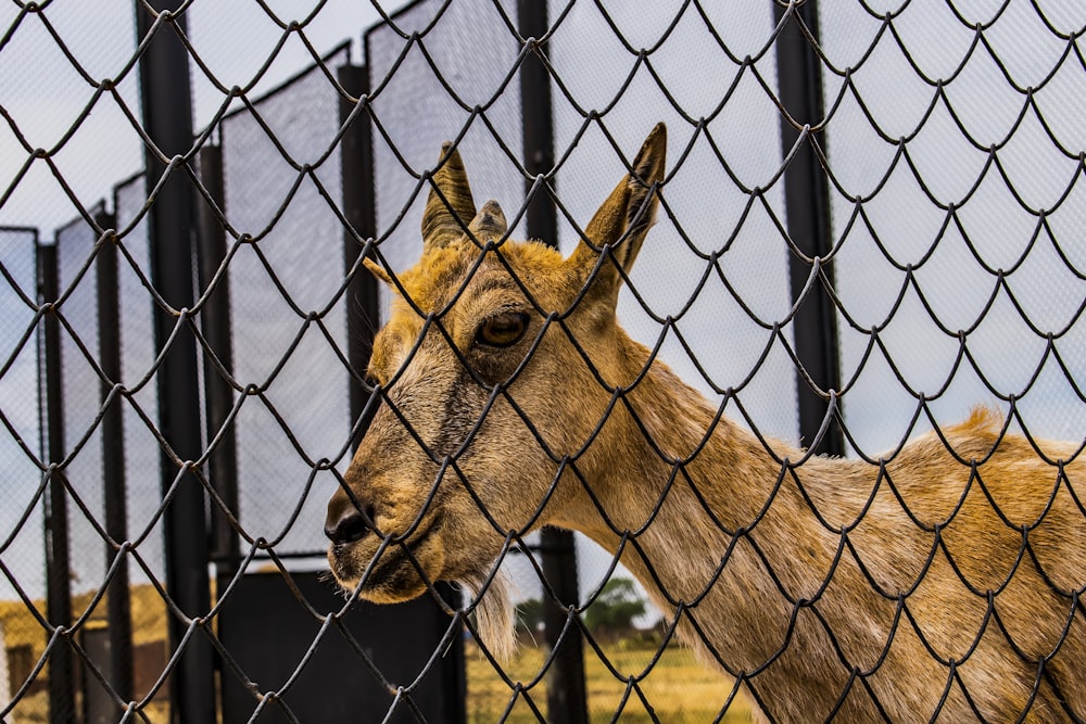 a goat is looking through a chain link fence