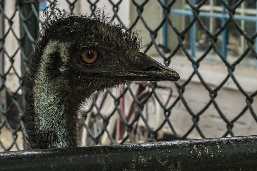 an ostrich looking over a fence at the camera