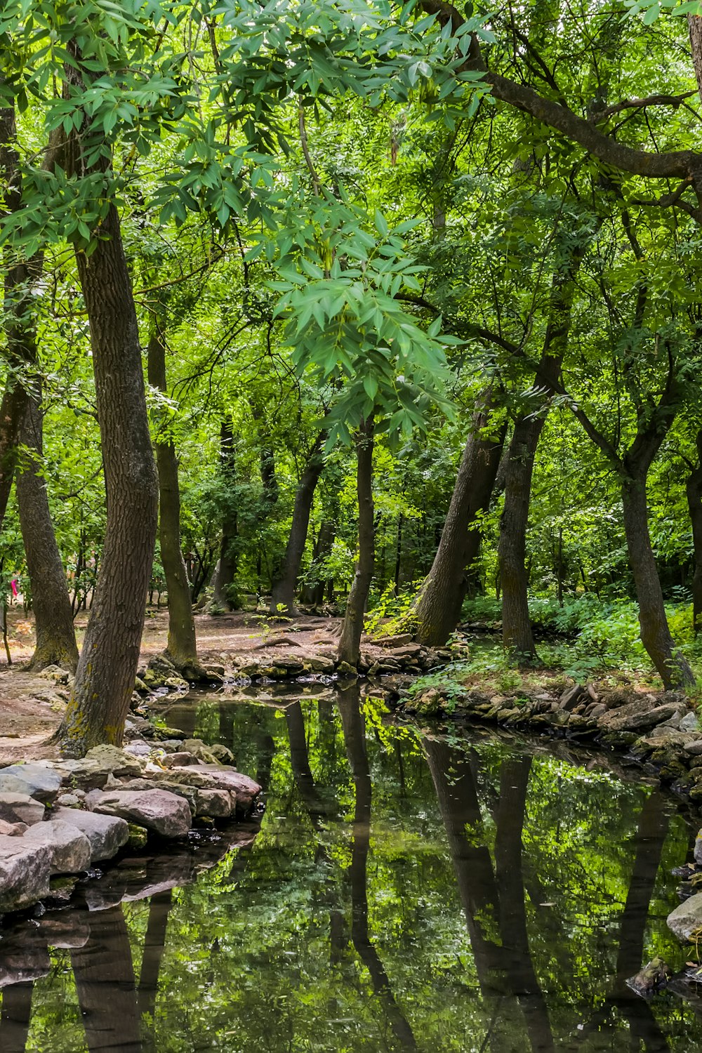 Ein kleiner Bach, der durch einen üppigen grünen Wald fließt